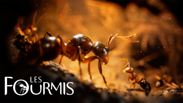 News – Les Fourmis dévoile son gameplay dans un nouveau trailer